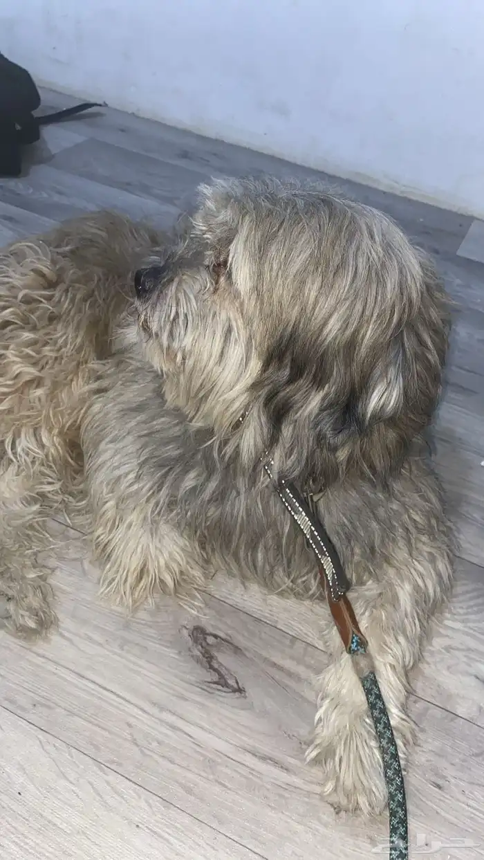 التواصل حراج فقط 2