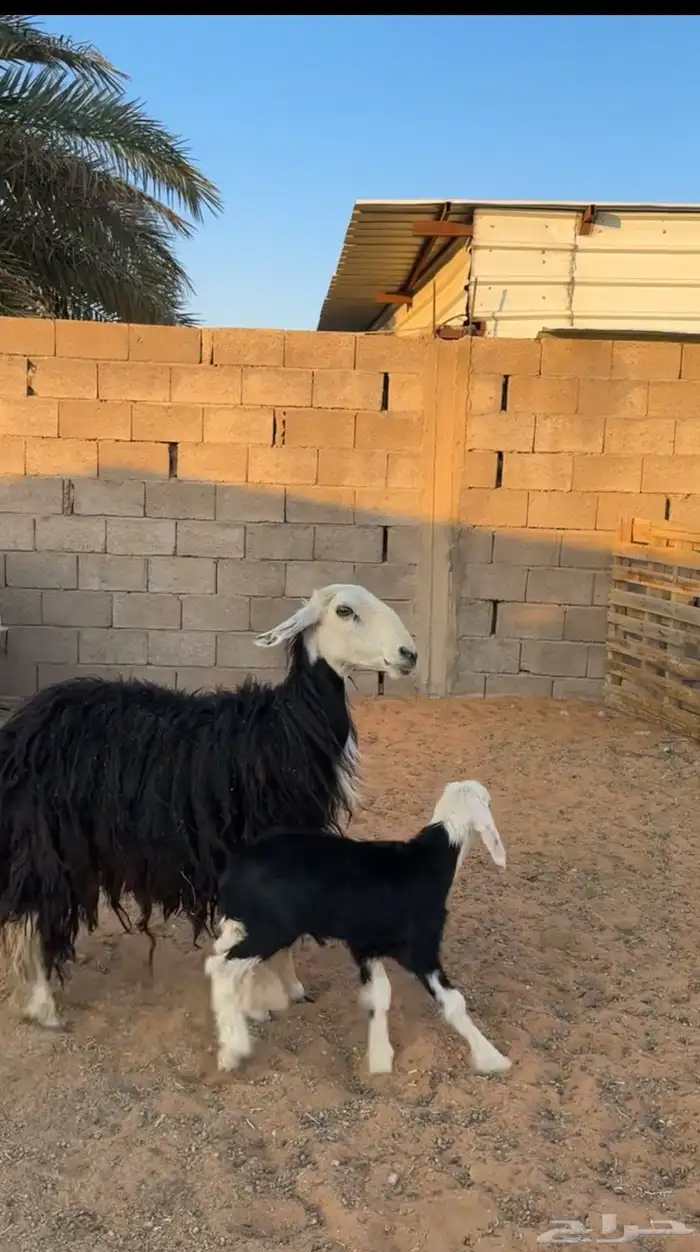 نجدية حدره خروف 1