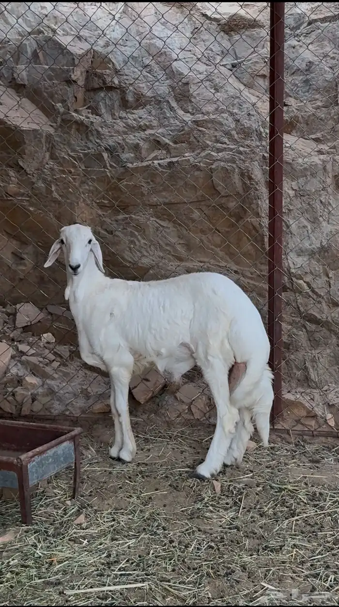خروف للبيع مشروع فحل موصفات كفوو من حلالي عليه سوم 1800 1