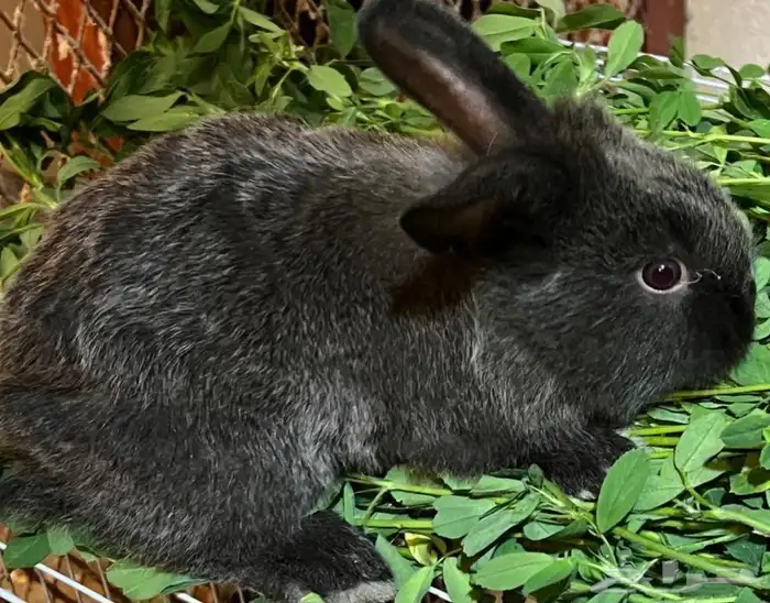 ارنب نوعه فرنسي التوصل الوتساب 0596927 9