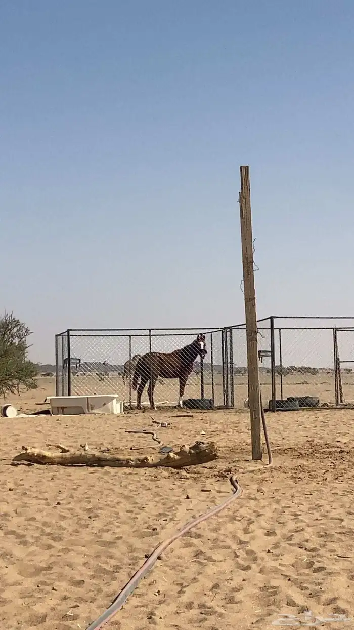 حصان كفو شعبي 0