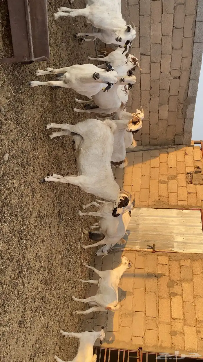 ماعز بيشي صنف 6