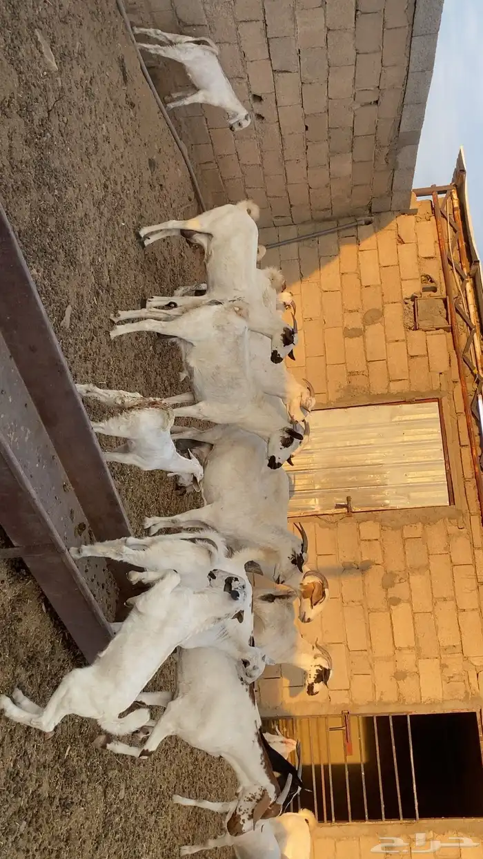 ماعز بيشي صنف 0