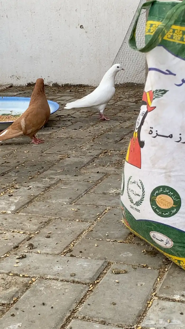 حمام وحشي درجه(1) 0