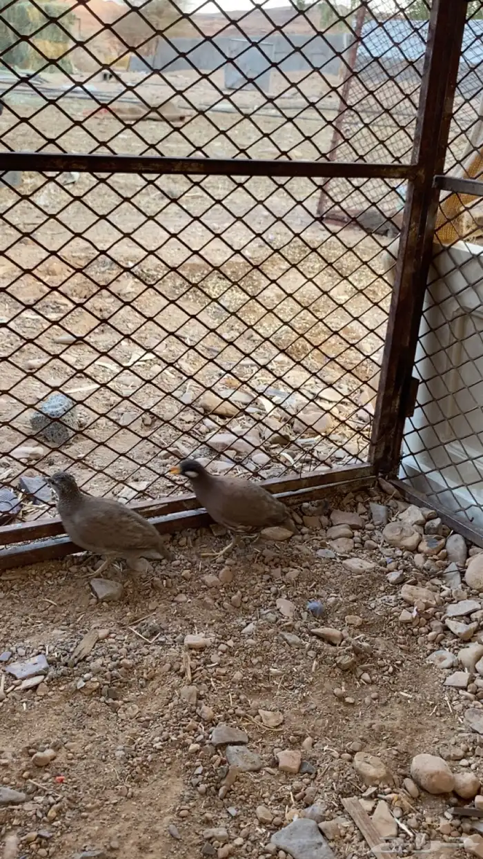 يوجد اربع اجواز حجل 0