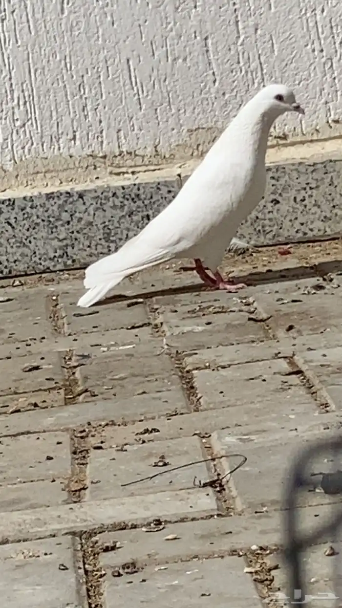 حمام وحشي درجه(1) 4