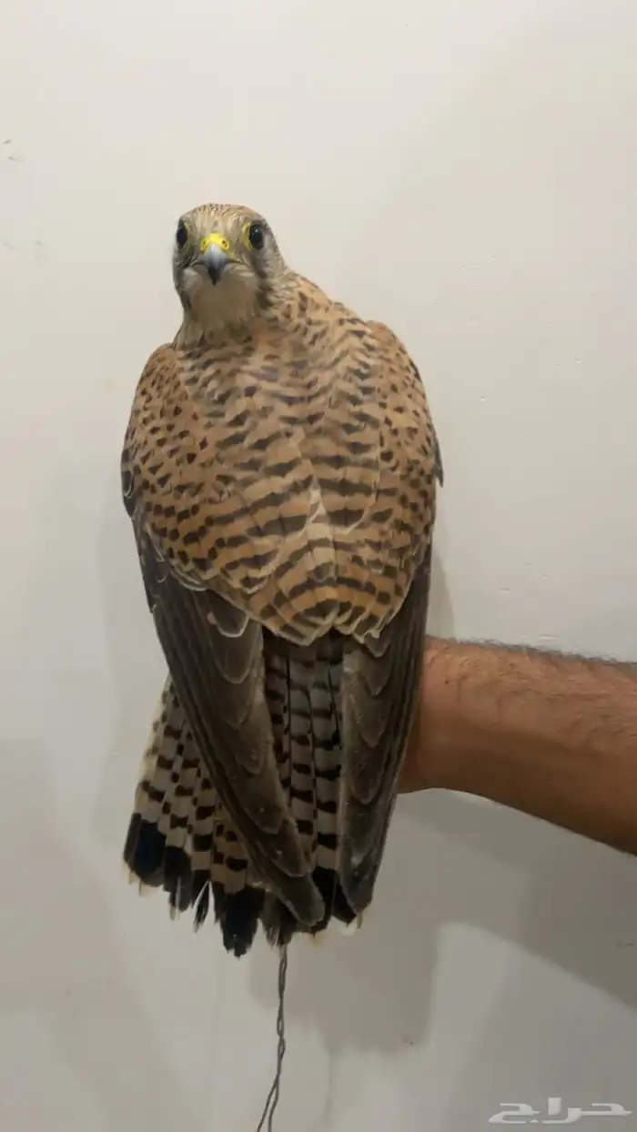 شبوط وحش للبيع 1