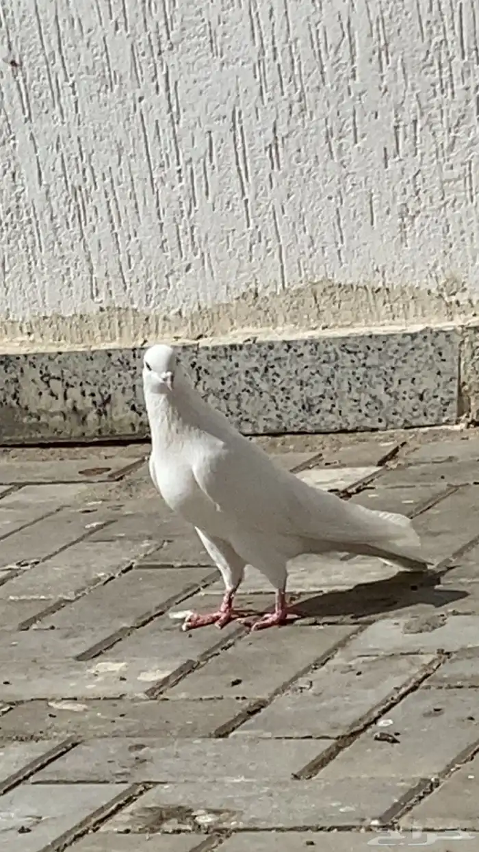 حمام وحشي درجه(1) 6