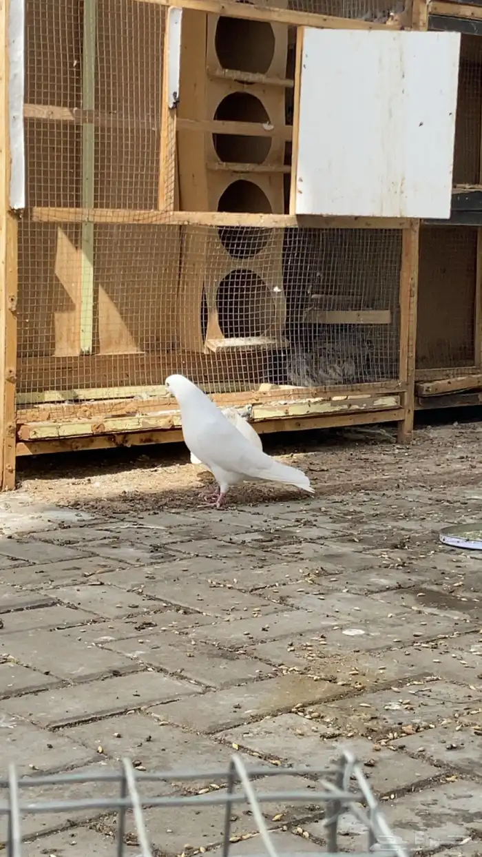 حمام وحشي درجه(1) 1