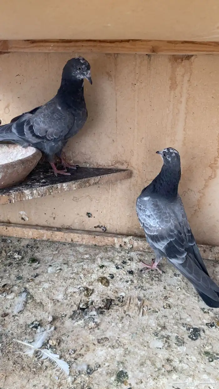 جوز طبات شينا درجه اولى 5