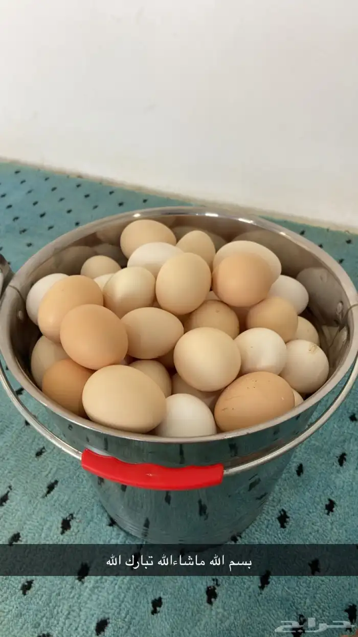 بيض بلدي فاخر من الاخر 0