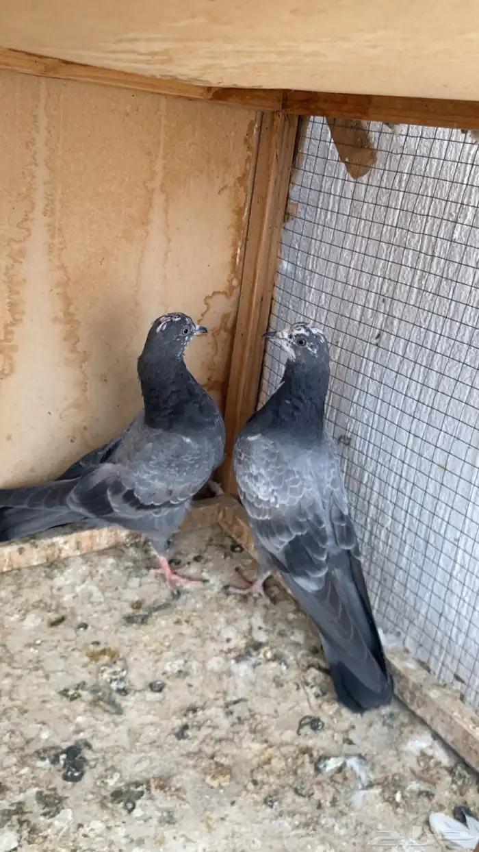 جوز طبات شينا درجه اولى 4