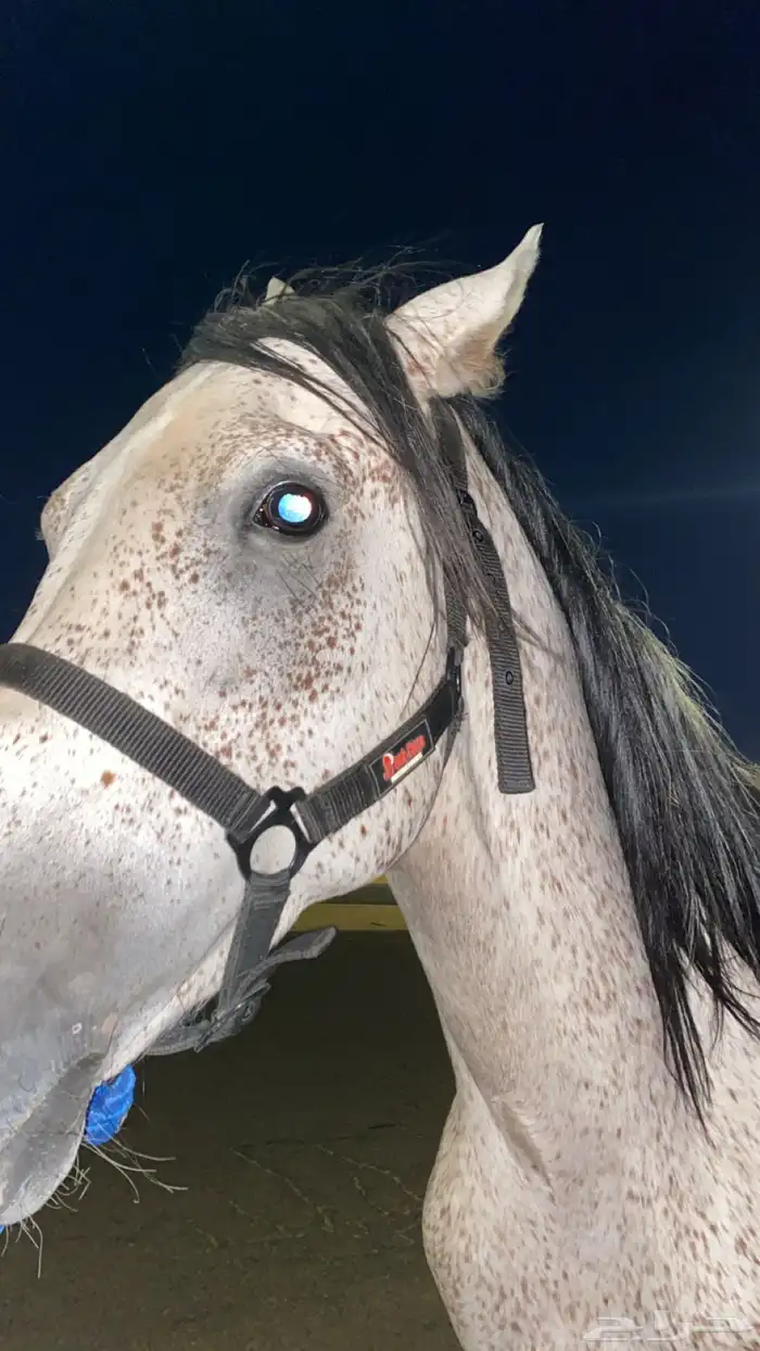 خيل شعبي كفو للبيع 0