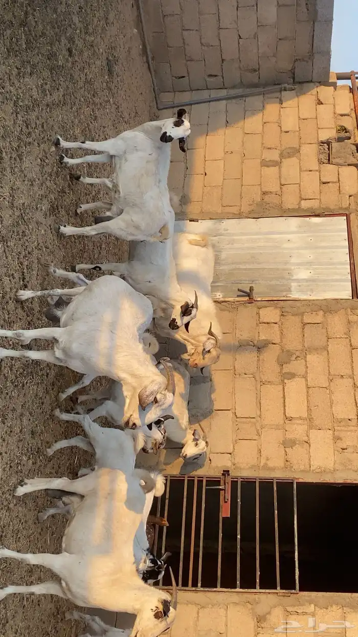 ماعز بيشي صنف 2