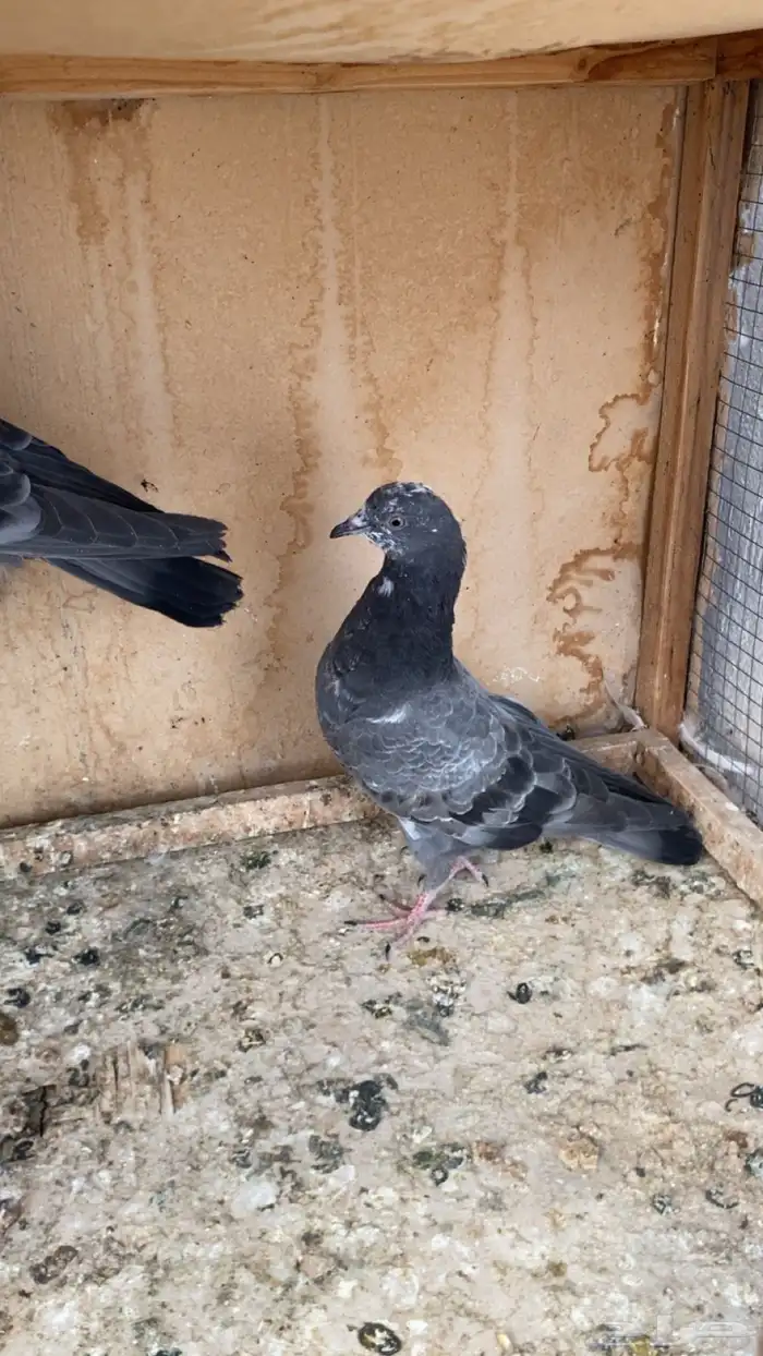 جوز طبات شينا درجه اولى 1