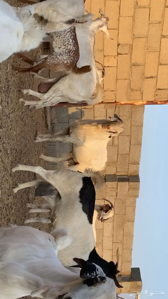 ماعز بيشي صنف 3