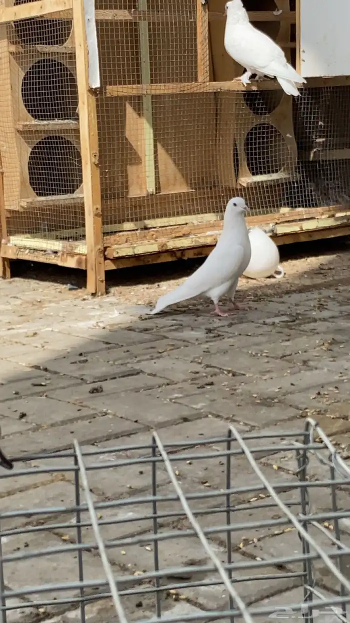 حمام وحشي درجه(1) 3