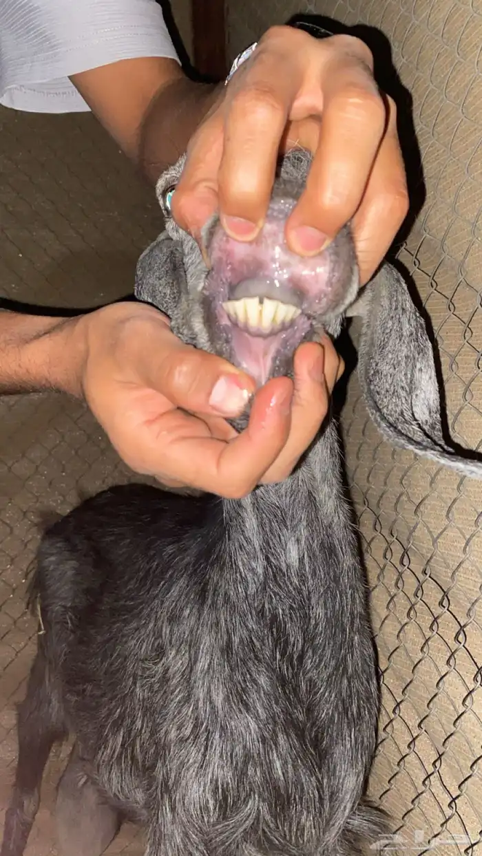 عنز مضرع لبيع البيع سمح 0