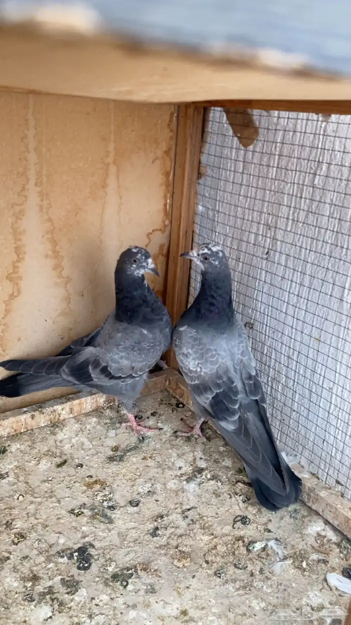 جوز طبات شينا درجه اولى 3