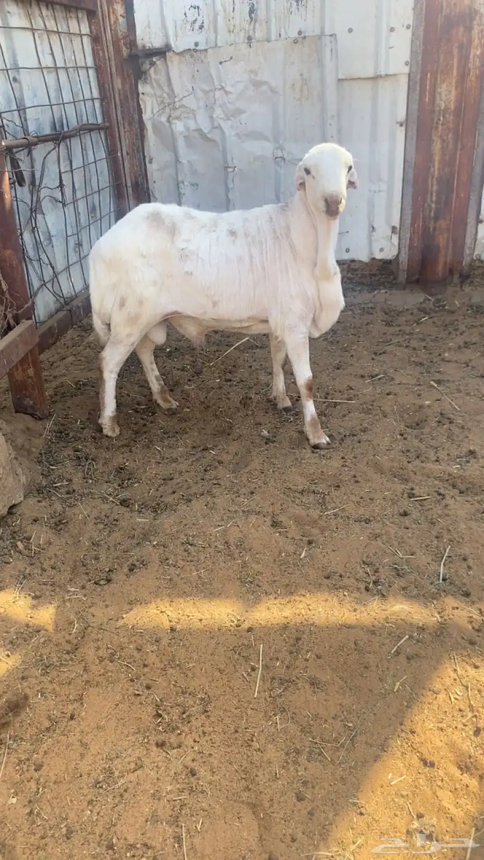 رفيدي طيب بالحيل الضهر مغلق وجذع 0