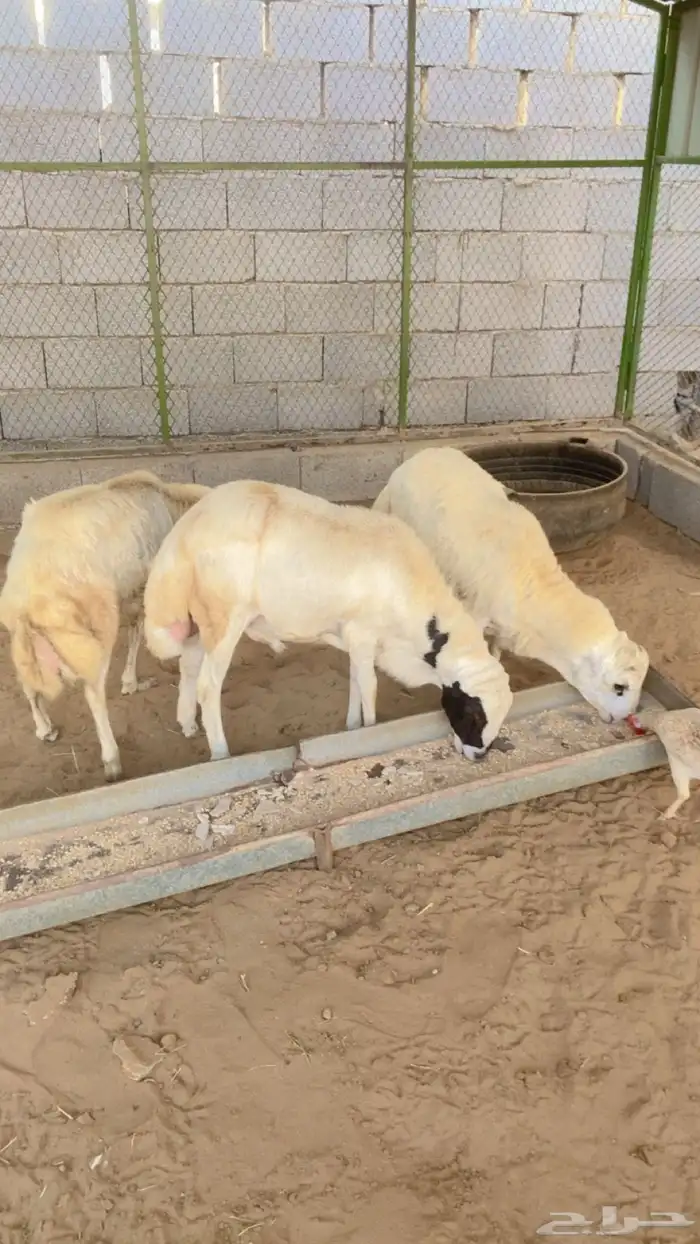 فران بلدي للبيع 2