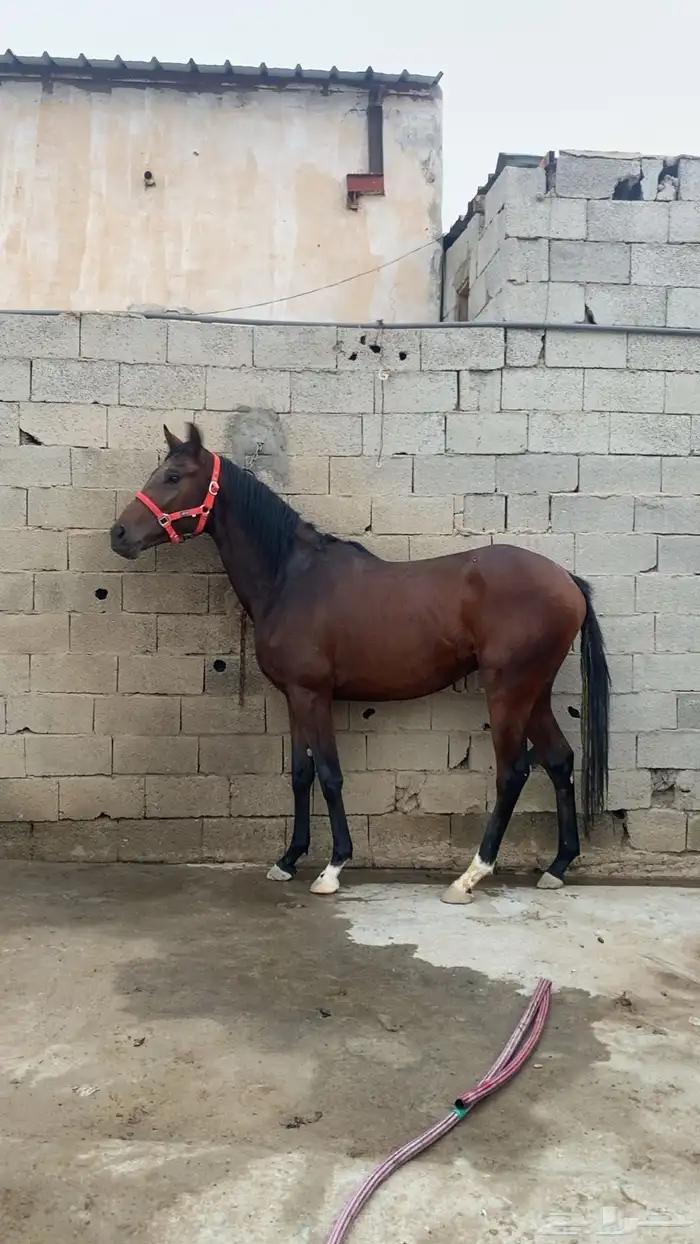 حصان للبيع 2