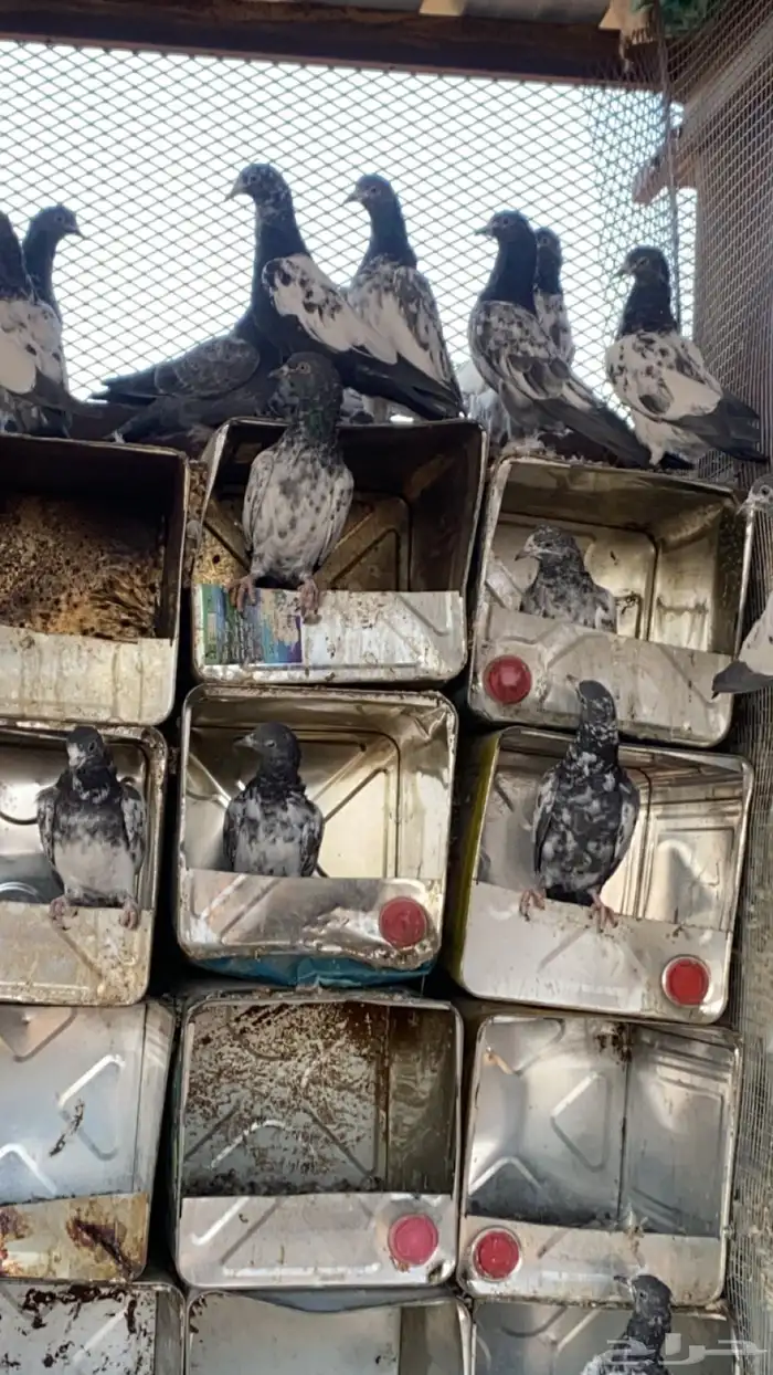 حمام باكستاني 0