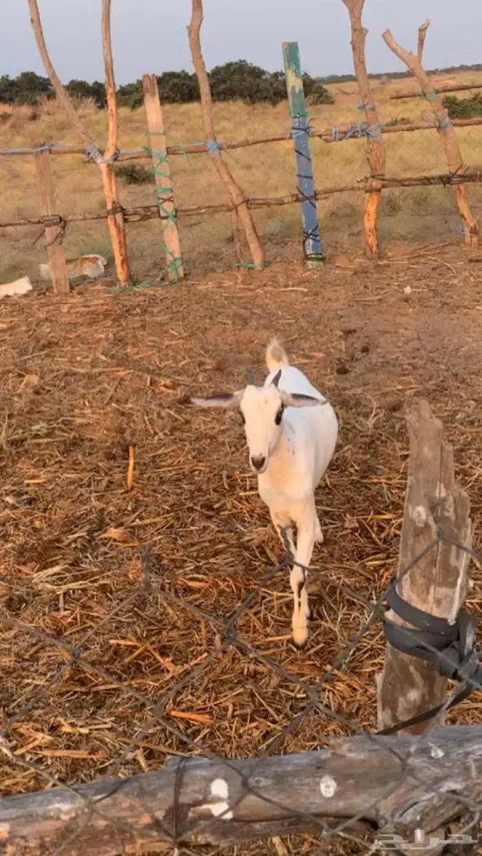 جفره ماشاءالله تبارك 4