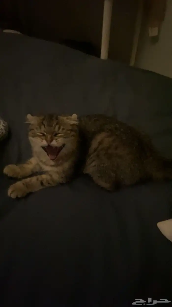 قطه للبيع سكوتش 1