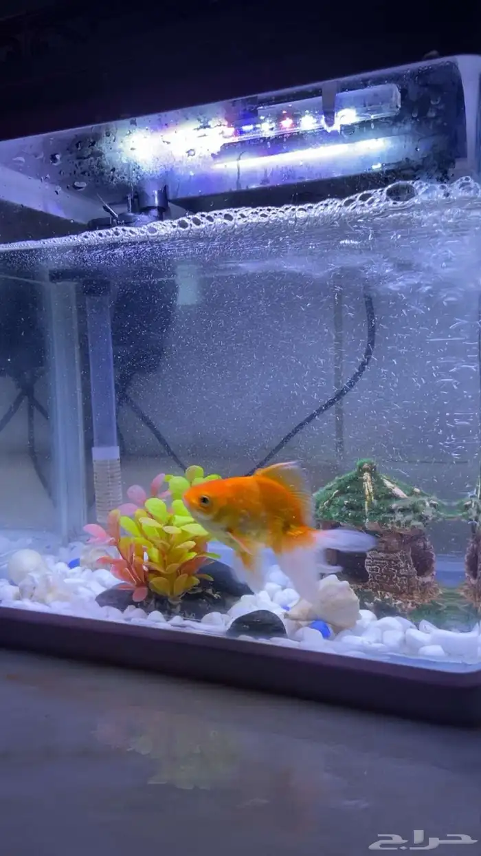 سمك زينه مع حوض كبير 0