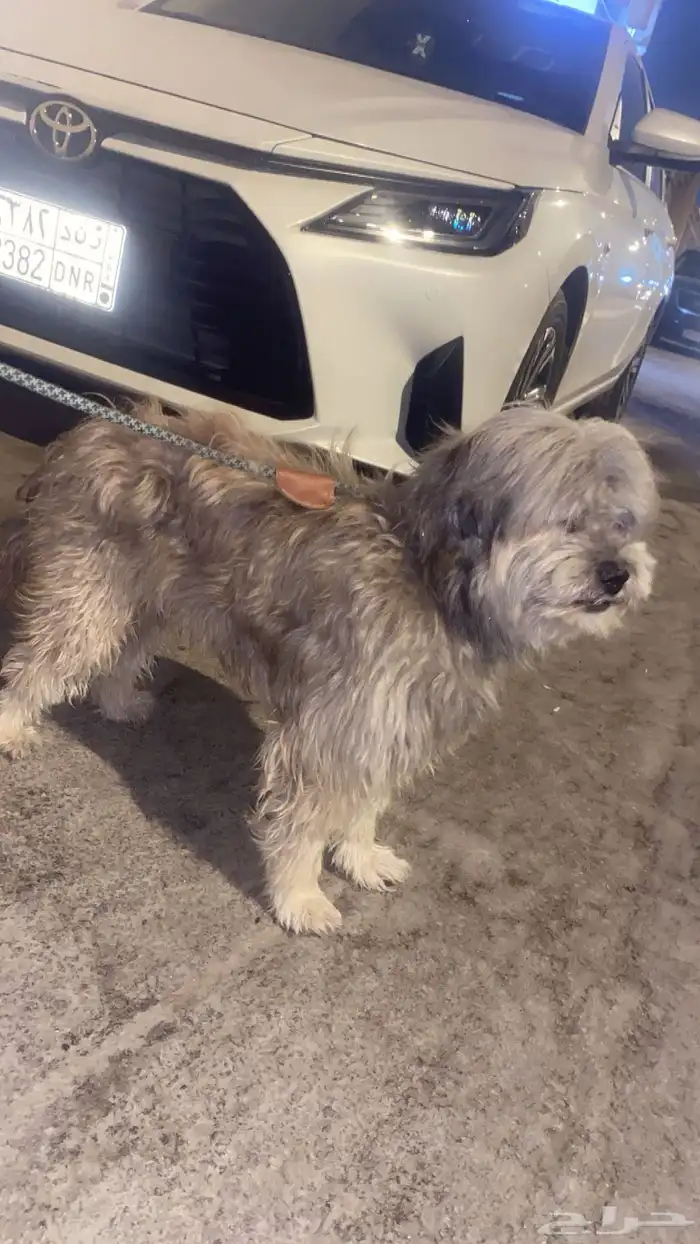 التواصل حراج فقط 5