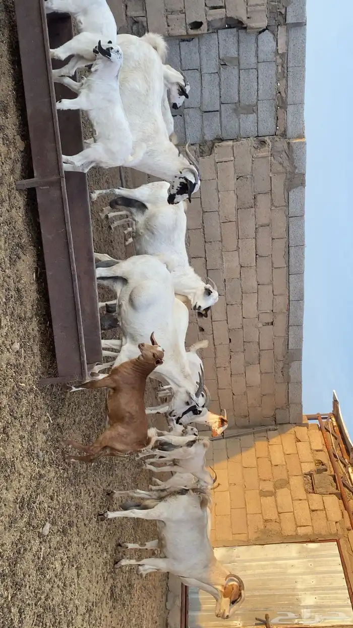 ماعز بيشي صنف 5