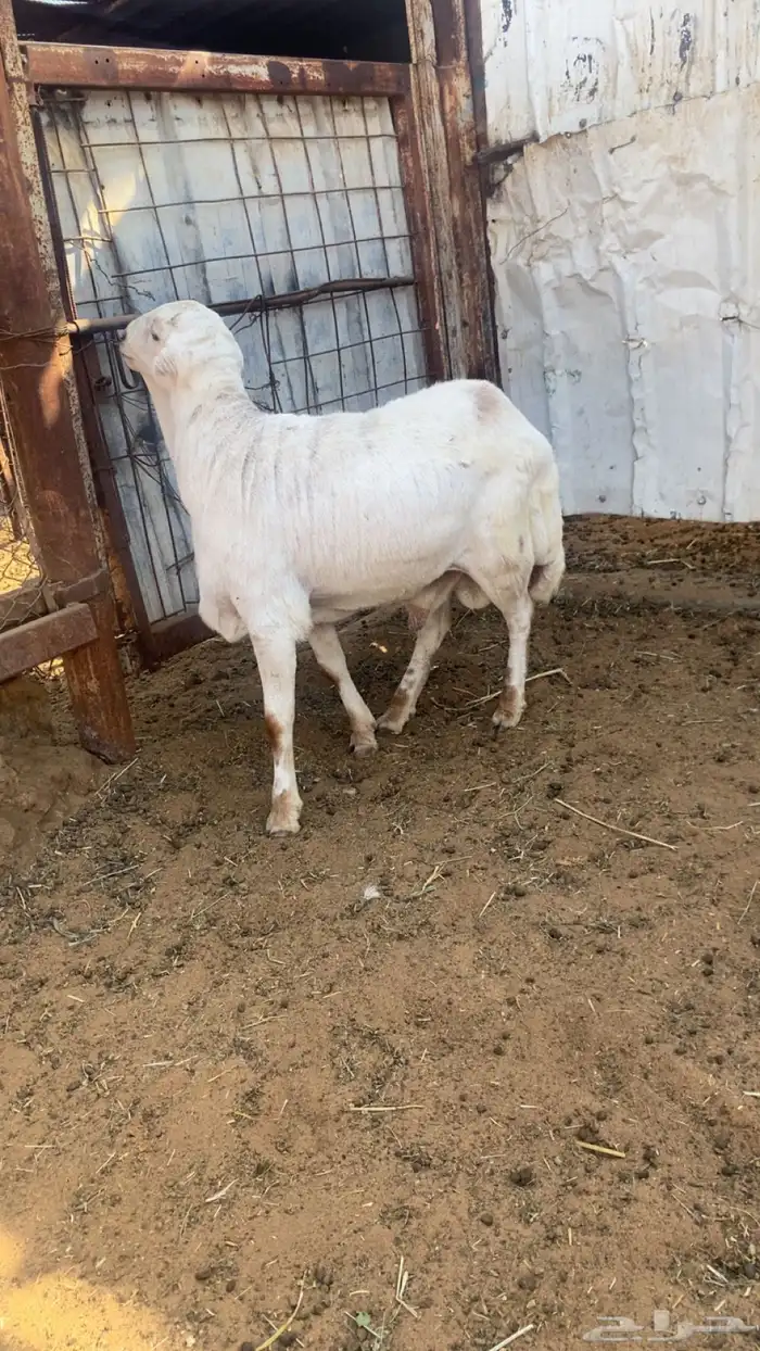 رفيدي طيب بالحيل الضهر مغلق وجذع 1