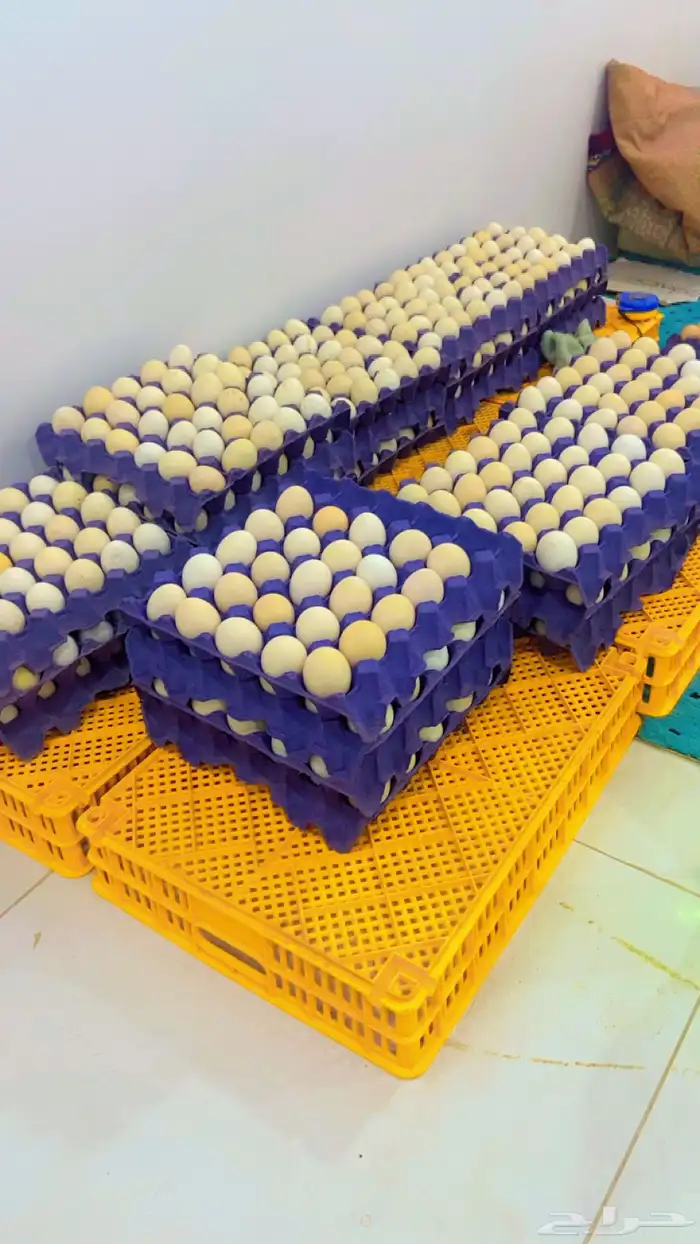 بيض بلدي فاخر من الاخر 1