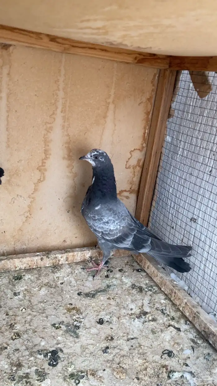 جوز طبات شينا درجه اولى 0