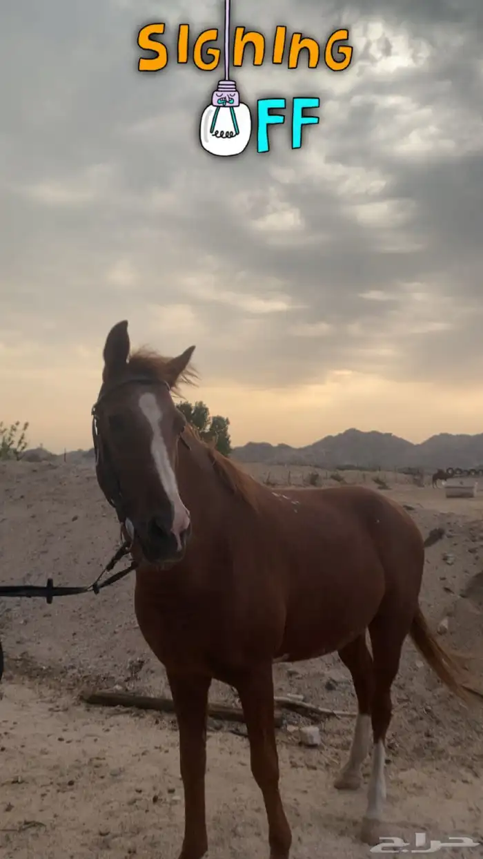 حصان للبيع 0
