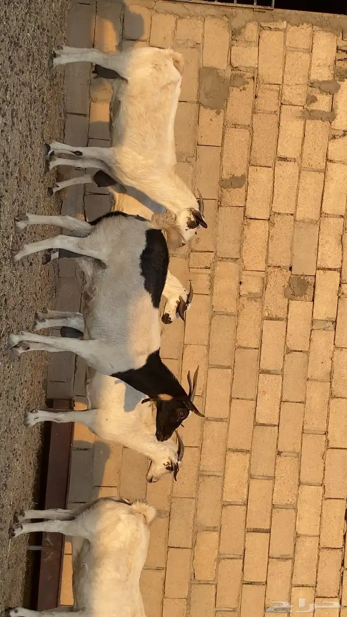 ماعز بيشي صنف 1