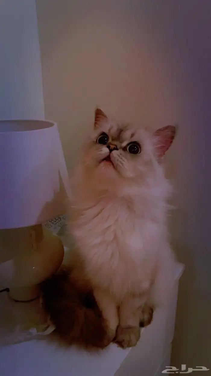 قطط للبيع 2 هملايا الاول ذكر و عمره سنه والثاني انثى 4 شهور 0