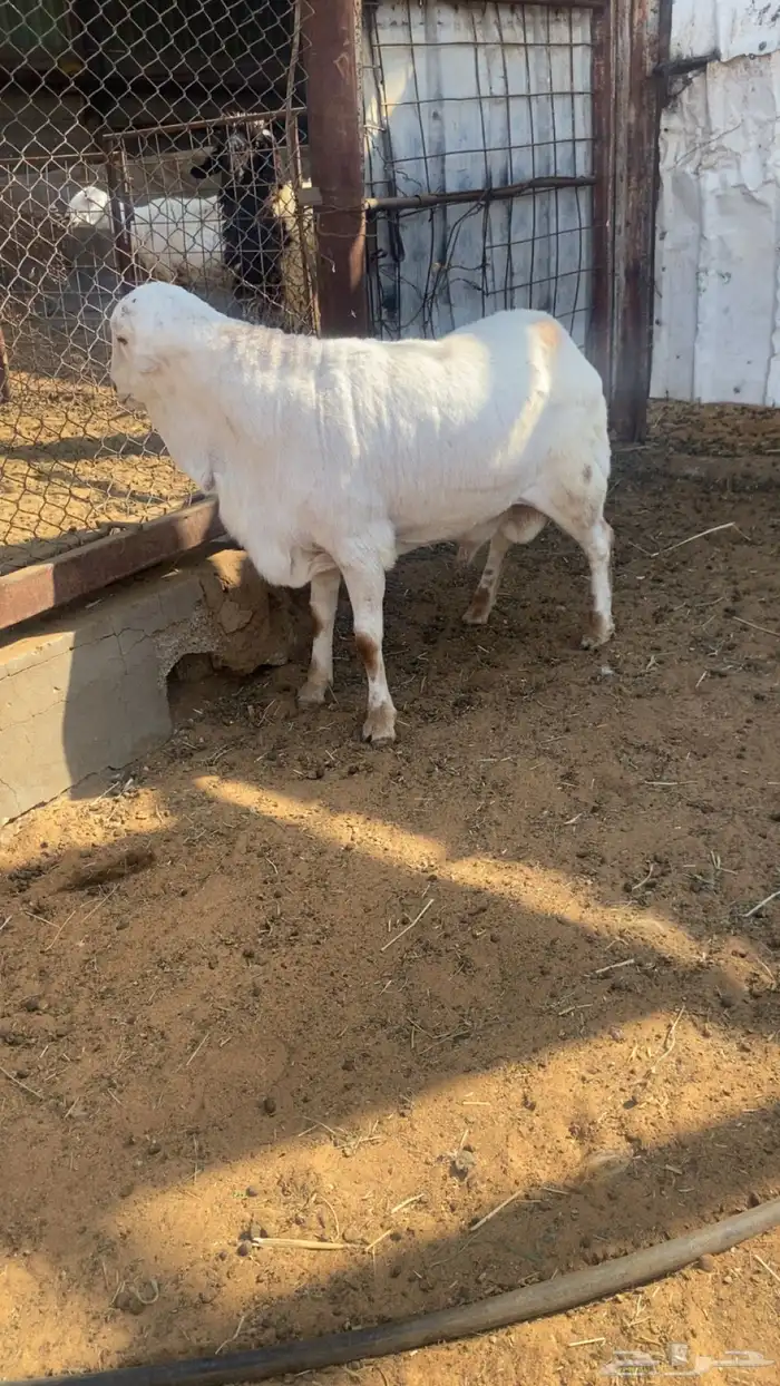 رفيدي طيب بالحيل الضهر مغلق وجذع 2