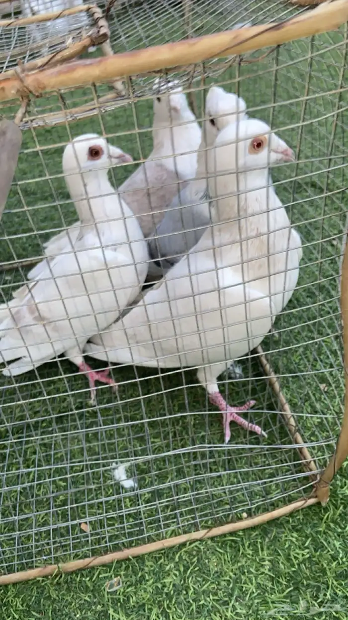 حمام حب رمان جوز وجوز زاجل ابيض 2