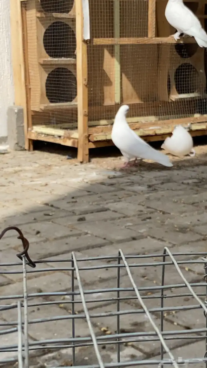 حمام وحشي درجه(1) 2