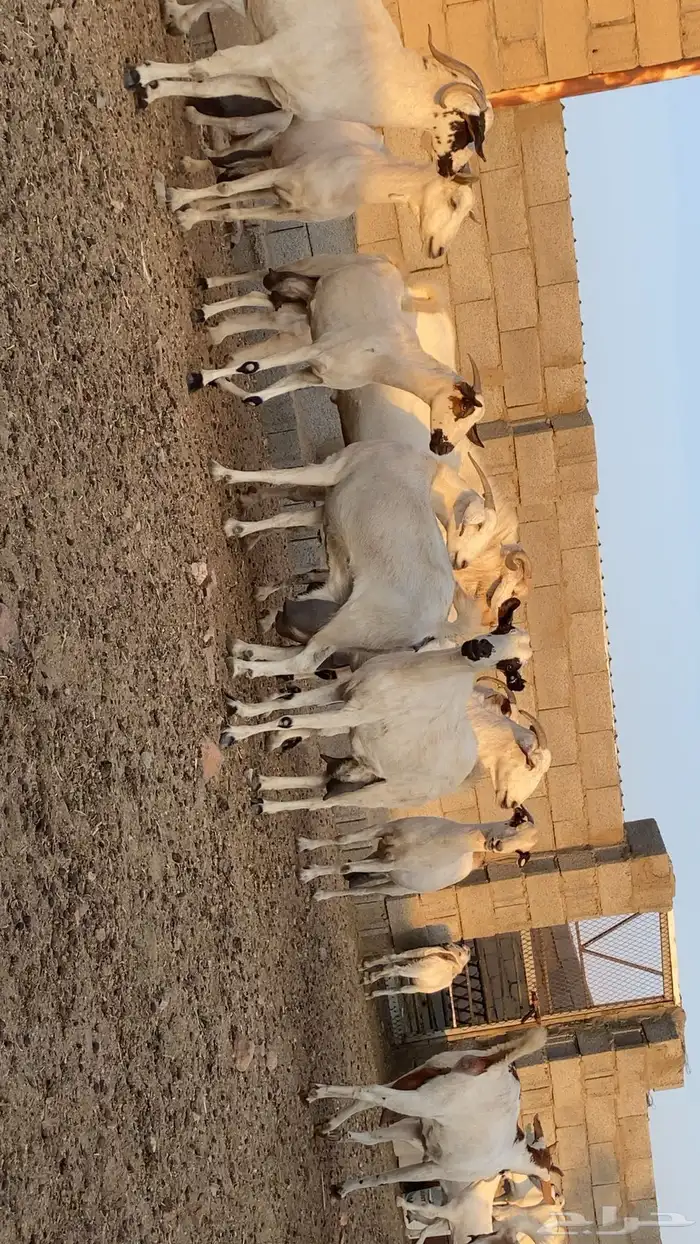 ماعز بيشي صنف 4