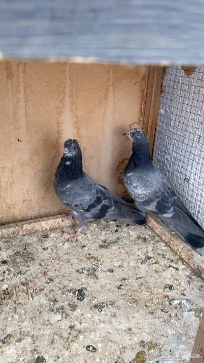 جوز طبات شينا درجه اولى 2