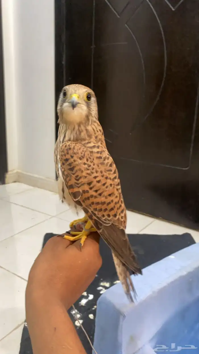 شبوط وحش للبيع 2