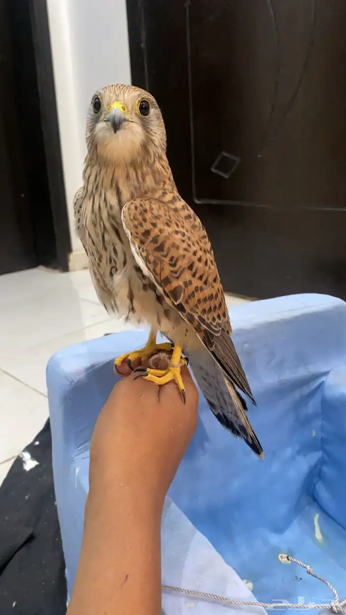 شبوط وحش للبيع 0