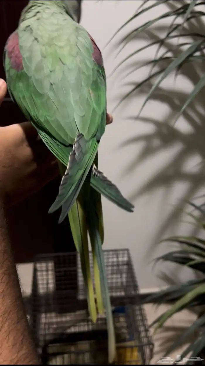 ببغاء نيبالي متكلم وهدد واليف جد ا ماعنده عض 2