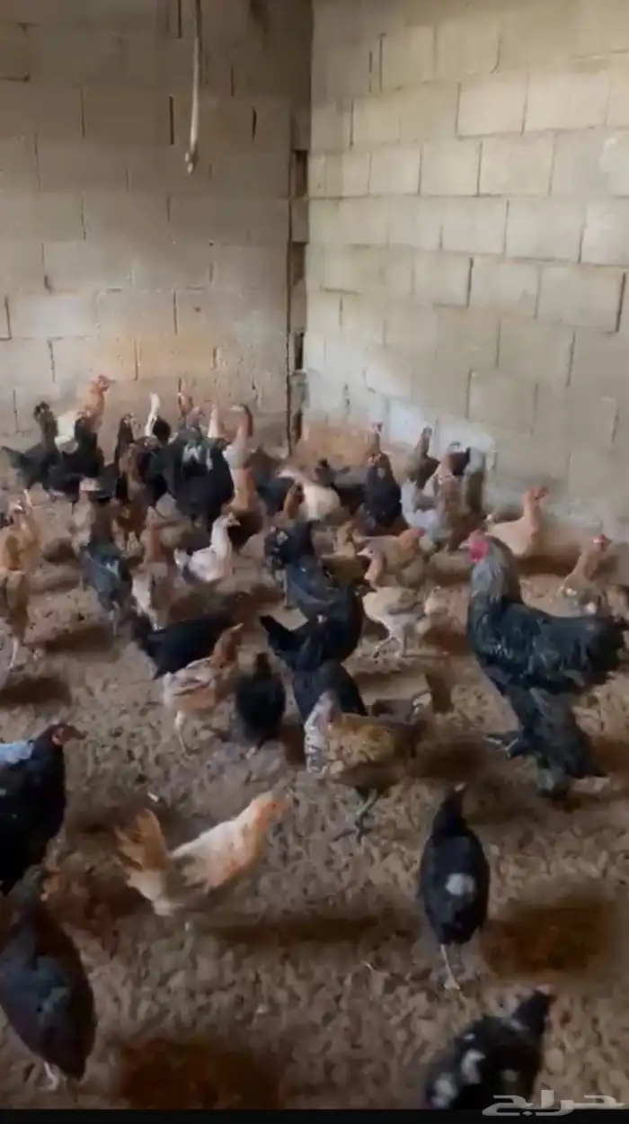 للبيع دجاج بياض بلدي ودجاج تركي 0