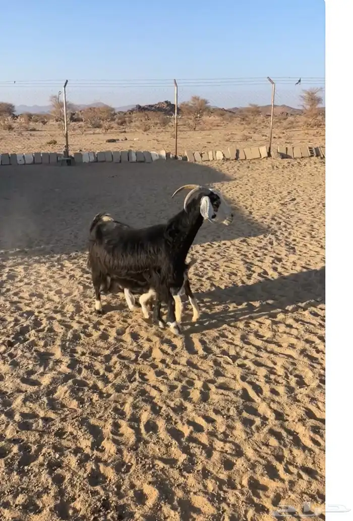 معزا متابيع 0