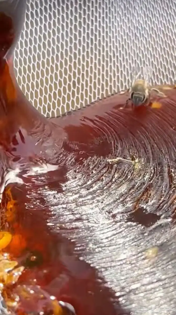 تتوفر مرسه ب العسل و السمن البلدي على الشرط 4