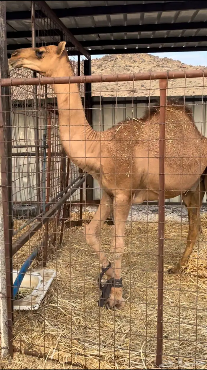 للبيع قعود مشروع فحل 0